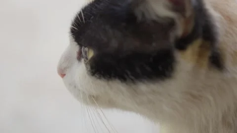 Affectionate Calico Cat Showing Cuddly Behavior Stock Footage 313572565
