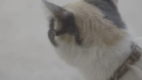 Affectionate Calico Cat Showing Cuddly Behavior  S-Log3 Stock Footage 313572566
