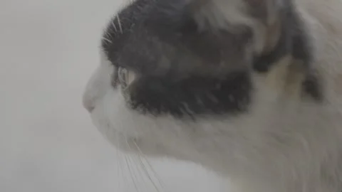 Affectionate Calico Cat Showing Cuddly Behavior  S-Log3 Stock Footage 313572580