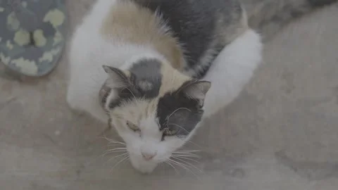 Affectionate Calico Cat Showing Cuddly Behavior  S-Log3 Stock Footage 313572581