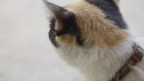 Affectionate Calico Cat Showing Cuddly Behavior Stock Footage 313572612