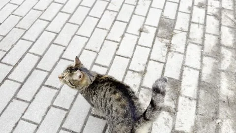 Affectionate cat asking for petting Stock Footage 328255386