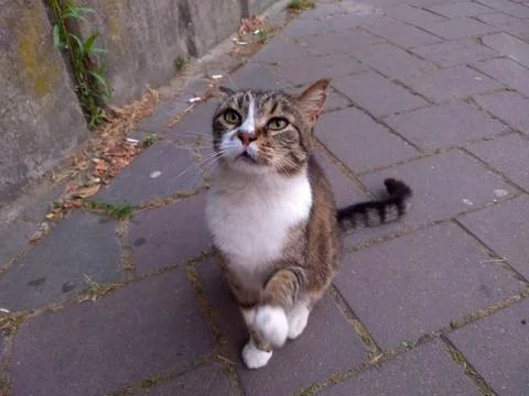 Affectionate cat extending its paw, the cat wants to shake hands Stock Photos
