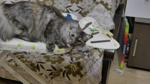 Affectionate cat Stock Footage 166867068
