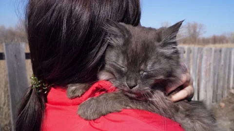 Affectionate cat Stock Footage 181047128