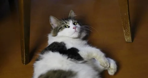 Affectionate cat lies on the floor. Vídeo Stock 109623971