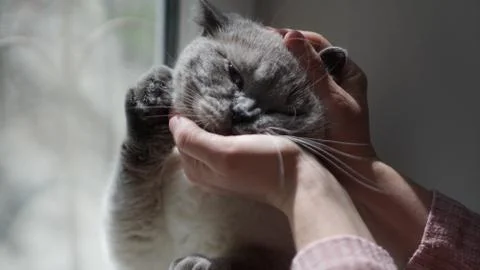 Affectionate domestic cat basking in caring hands Stock Photos