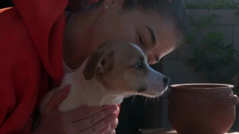 Affectionate female bonding with Jack Russell Terrier doggy. Stock Footage 226573686