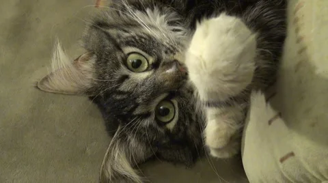 Affectionate fluffy cat Video stock 2971511