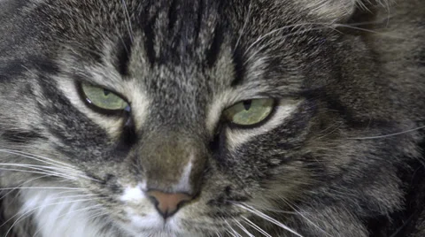 Affectionate fluffy cat.4K. Video stock 38949981