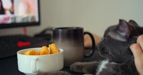 Affectionate gray and white cat receiving gentle pets while owner works on Stock Footage 316769226
