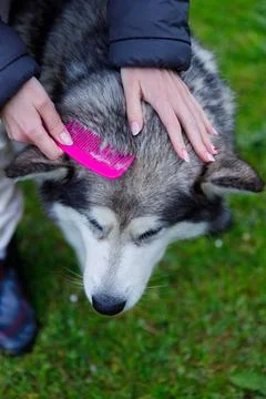 Affectionate Grooming Session: A Close-Up of a Hand Gently Combing the Fur of a Stock Photos