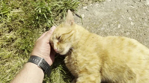 Affectionate Hand Pets Fluffy Ginger Cat In A Sunny Yard Stock Footage 336863954