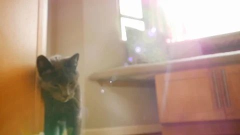 Affectionate house cat looks at camera inside house. Stock Footage 98005237