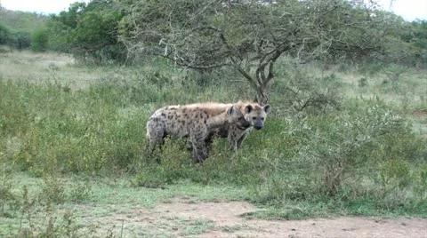 Affectionate hyenas Stock Footage 11412400