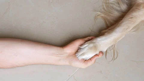 Affectionate Interaction Between Human and Dog: Hand and Paw Resting Together Stock Footage 290140441