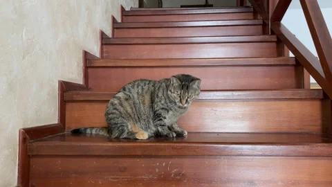 Affectionate kitty lies on step of stairs at home and playfully spins, indulges Stock Footage 136388717