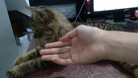 Affectionate long haired cat purring and leaning on hand at office desk Part 1 Stock Footage 340406364