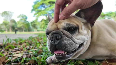 Affectionate Moment Vidéo 323584922