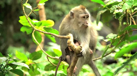 Affectionate mother Macaque ape with juvenile in trees of tropical rainforest Stock Footage