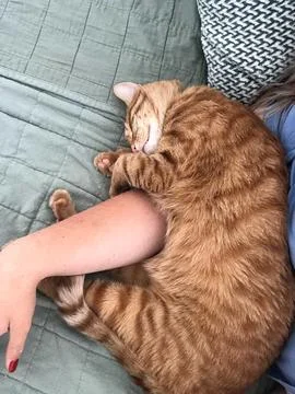 Affectionate orange tabby cat sleeping on a person's arm Fotos de archivo