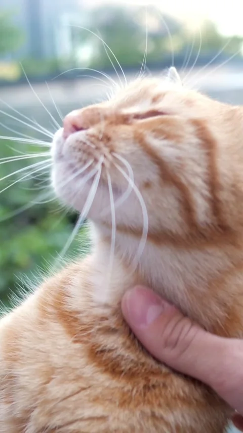 Affectionate owner petting a cute ginger cat Stock Footage 341445042