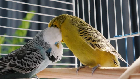 Affectionate parakeets perch close together in a birdcage, softly nuzzling beaks 動画素材 308865594