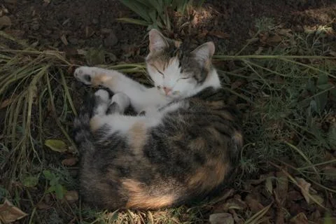 Affectionate Stock Photos