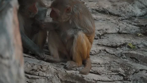 Affectionate Portrait Of A Couple Of Rhesus Macaque Monkeys In Zoo Stock Footage 240895527