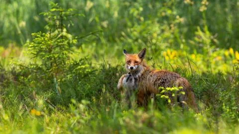 Affectionate red fox cub snuggling to mother on green meadow at sunrise Stock Photos