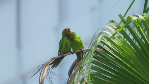 Affectionate red-masked parrots perched on a palm branch in Miraflores, Peru Stock Footage 311097878