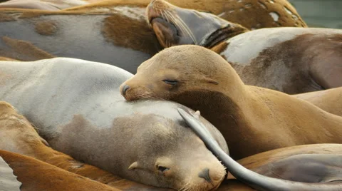 Affectionate Sea Lions in a Pile, Pier 39, San Francisco, California Stock Footage 57652710