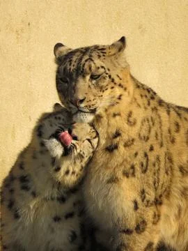 Affectionate Snow Leopards Stock Photos