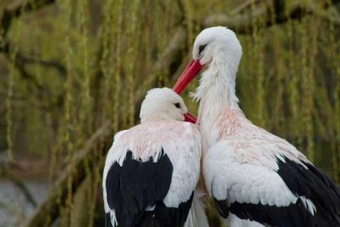 Affectionate Storks in Nature Stock Photos