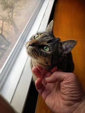 Affectionate Tabby Cat Looking Up While Being Petted Near Window Fotos de archivo