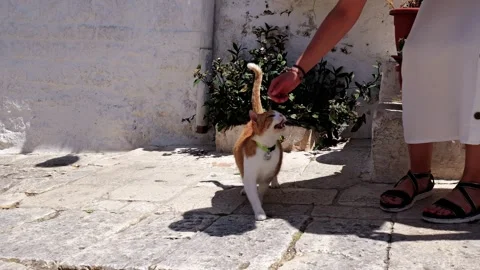 Affectionate White-Yellow Cat on Leash Rubbing Against People in Alberobello Video stock 316698491