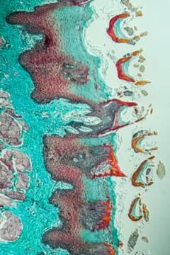 Affenzunge Stock Photos