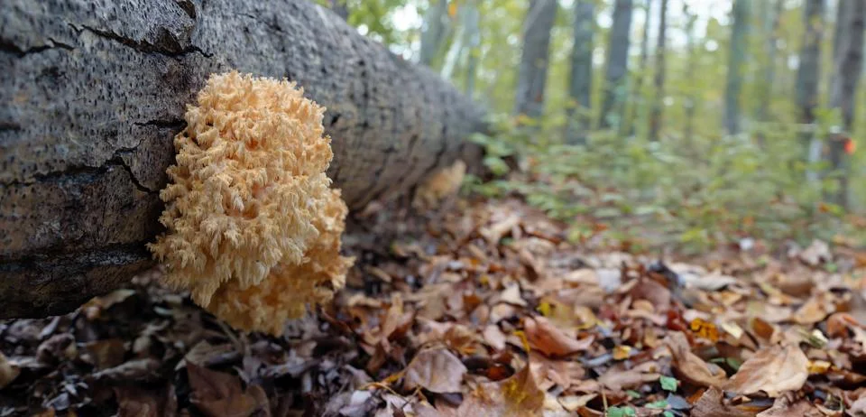 Affixed to a decomposing tree in the fall forest, the captivating Hericium Stock Photos