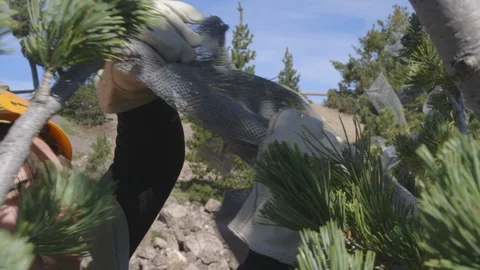 Affixing Cages to Whitebark Pine Cones Deschutes National Forest Stock Footage 121593909