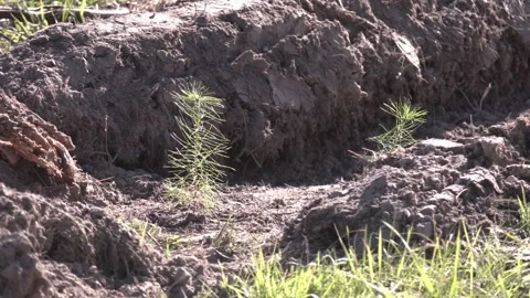 Afforestation and Regrow Forests Stock Footage 300761047