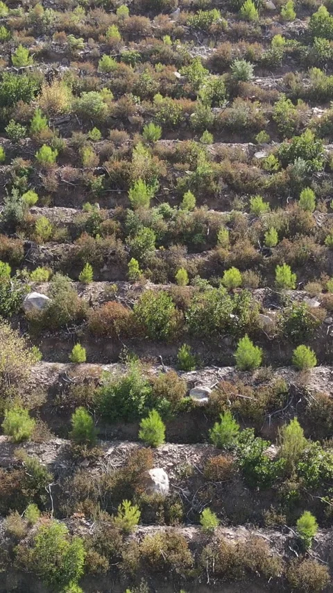 Afforestation Areas Of Pine Stock Footage 295332588