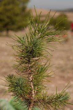 Afforestation Young pine branch, ready to reforest Stock Photos