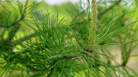 Afforestation. Young spruce and pine regrowth grew on plot with sandy soil. Video stock 154359360