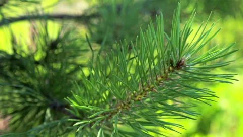 Afforestation. Young spruce and pine regrowth grew on plot with sandy soil. Smal Stock Footage 155993076
