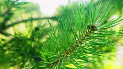 Afforestation. Young spruce and pine regrowth grew on plot with sandy soil. Smal Vídeos de archivo 155993322