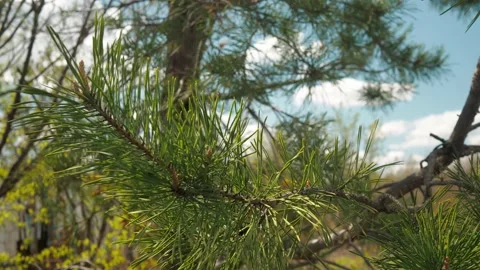 Afforestation. Young spruce and pine regrowth grew on plot with sandy soil. Video stock 193389638