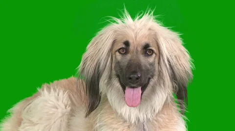 Afgahn dog closeup Stock Footage 1785474