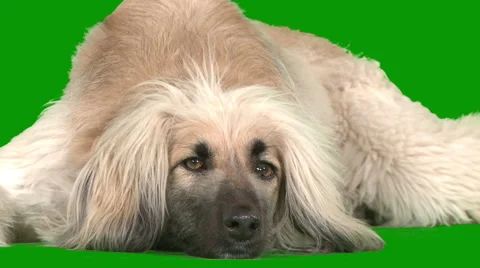 Afghan dog closeup Stock Footage 1776928