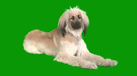 Afghan dog lying down Stock Footage 1797407