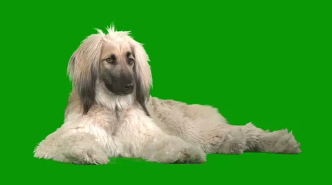 Afghan dog lying Stock Footage 1783268